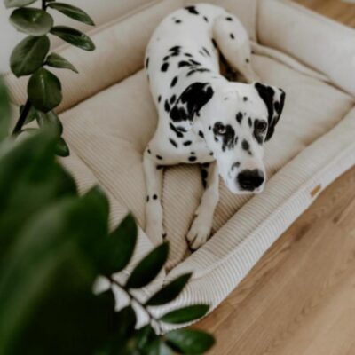 DENZOO Milano Beige – Ortopedyczne legowisko, kanapa dla psa i kota, beżowe - obrazek 6