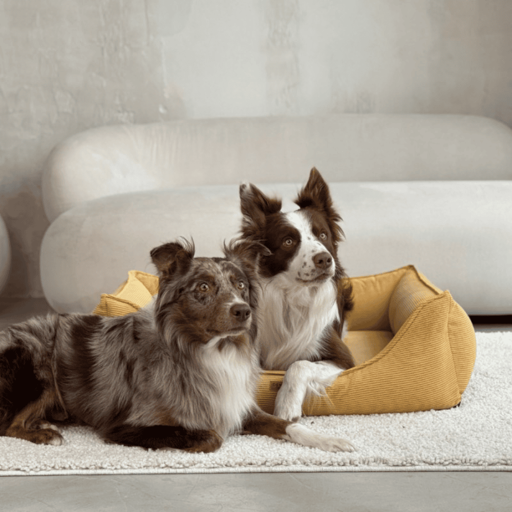 DENZOO Torino Mustard – Legowisko z materacem ortopedycznym, kanapa dla psa i kota, musztardowe