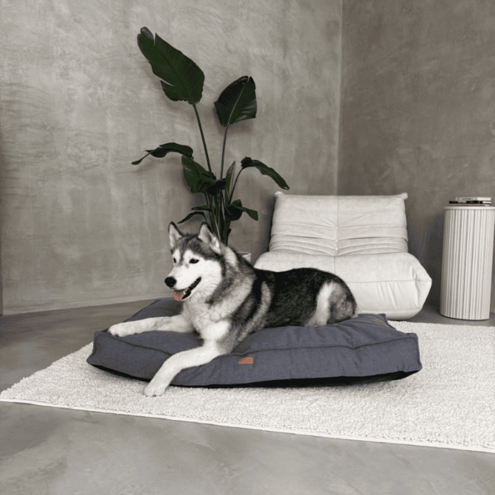 DENZOO Roma Dark Grey – Ortopedyczne legowisko, poducha dla psa i kota, ciemnoszare