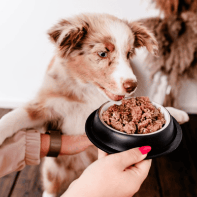 Perro Gourmet Junior – Monobiałkowa karma mokra dla szczeniąt, jeleń z gruszką - obrazek 4