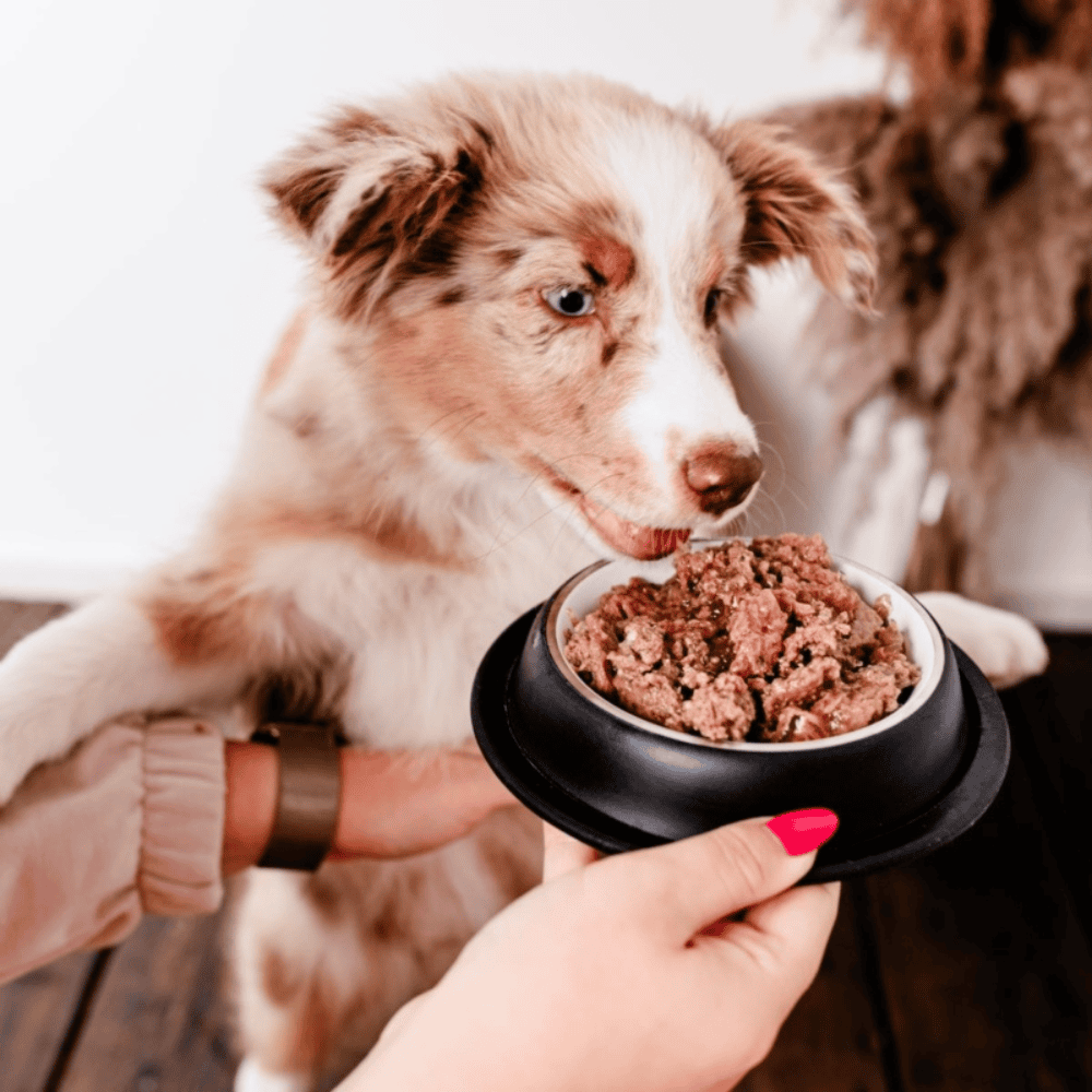 Perro Gourmet Junior – Monobiałkowa karma mokra dla szczeniąt, jeleń z gruszką