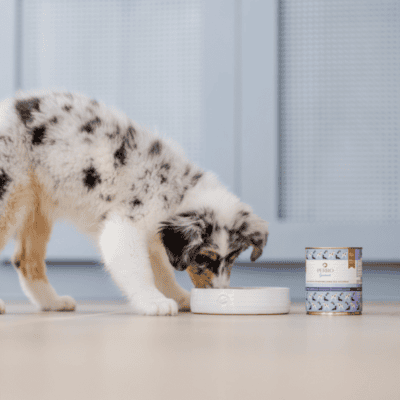 Perro Gourmet Junior – Monobiałkowa karma mokra dla szczeniąt, królik z dynią - obrazek 3