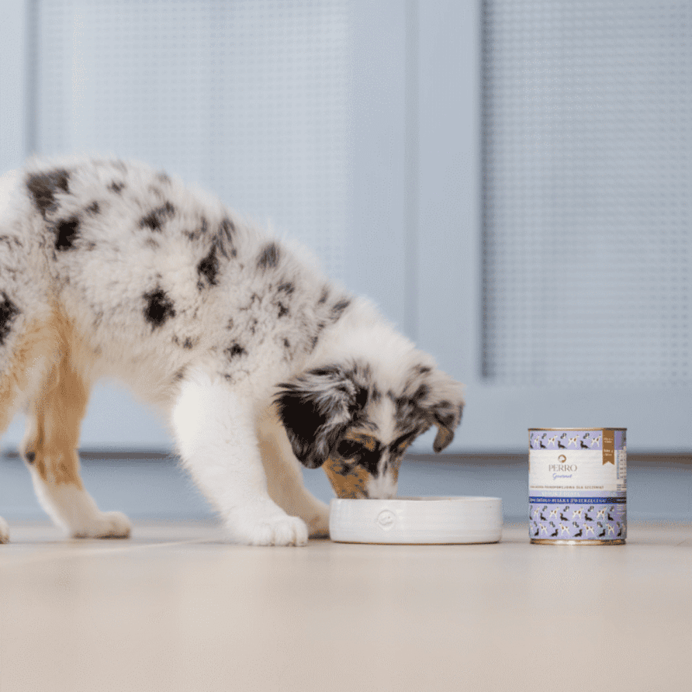 Perro Gourmet Junior – Monobiałkowa karma mokra dla szczeniąt, królik z dynią