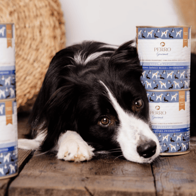 Perro Gourmet – Monobiałkowa karma mokra dla dorosłych psów, koza z batatami - obrazek 3