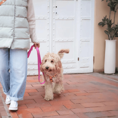 Bowl&Bone Republic Gradient - Smycz dla psa, tango - obrazek 5