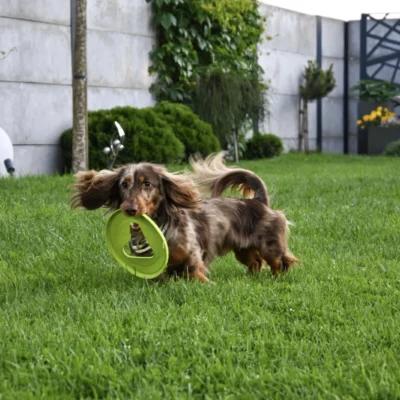 FIBOO Frisboo Mini - Dysk do aportowania dla psa 17cm - obrazek 3