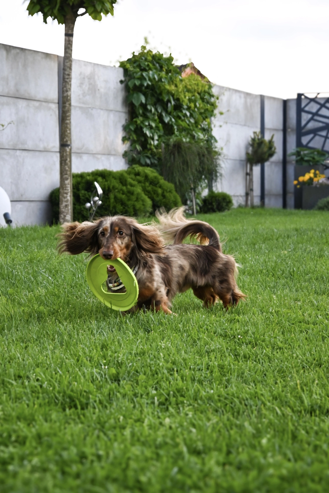 FIBOO Frisboo Mini - Dysk do aportowania dla psa 17cm - obrazek 3