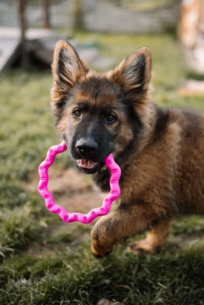 FIBOO Fringoo - Ring do przeciągania dla psa 18cm