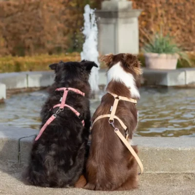 Bowl&Bone Republic Brezze - Przepinana smycz dla psa, żółta 3m - obrazek 4
