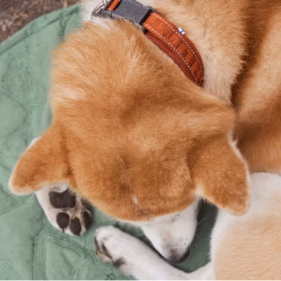 Hurtta Casual Collar Eco Cinnamon - Obroża dla psa, brązowa - obrazek 2