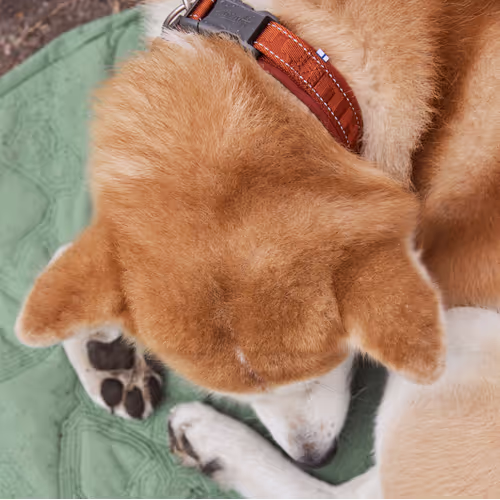 Hurtta Casual Collar Eco Cinnamon - Obroża dla psa, brązowa
