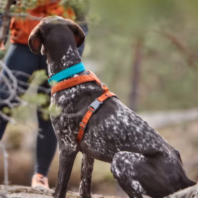 Hurtta Casual Eco Y-Harness Cinnamon - Szelki guard dla psa, brązowe - obrazek 6