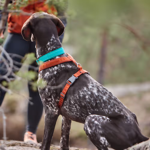 Hurtta Casual Eco Y-Harness Cinnamon - Szelki guard dla psa, brązowe