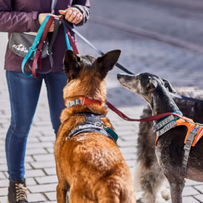 Hurtta Rover Collar Peacock - Obroża dla średnich i dużych psów, turkusowa - obrazek 7