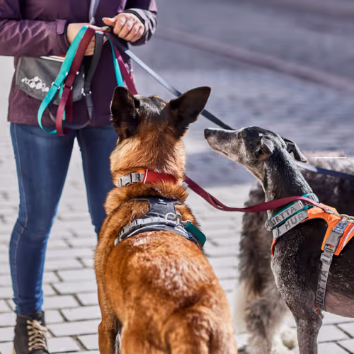Hurtta Rover Collar Peacock - Obroża dla średnich i dużych psów, turkusowa