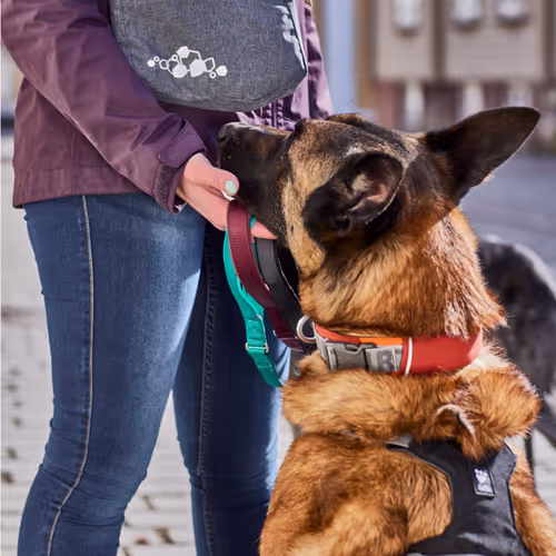 Hurtta Rover Collar Cinnamon - Obroża dla średnich i dużych psów, brązowa
