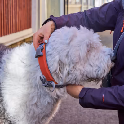Hurtta Rover Collar Cinnamon - Obroża dla średnich i dużych psów, brązowa - obrazek 8