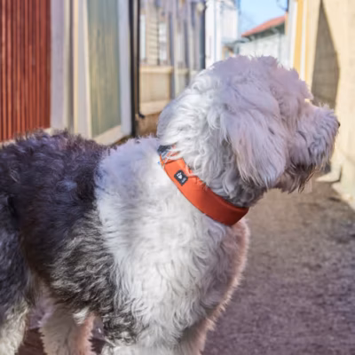 Hurtta Rover Collar Cinnamon - Obroża dla średnich i dużych psów, brązowa - obrazek 9