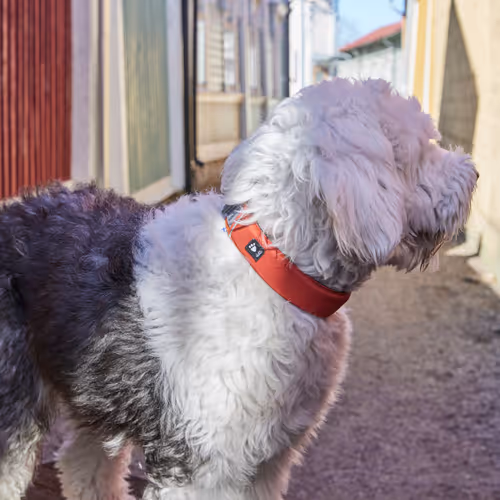 Hurtta Rover Collar Cinnamon - Obroża dla średnich i dużych psów, brązowa
