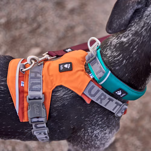 Hurtta Rover Collar Peacock - Obroża dla średnich i dużych psów, turkusowa