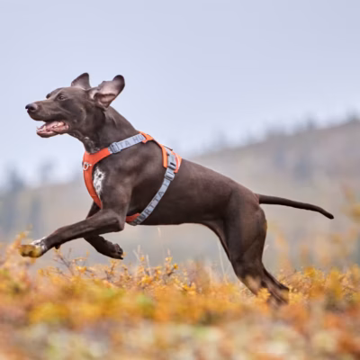 Hurtta Rover Harness Cinnamon - Szelki dla średnich i dużych psów, brązowe - obrazek 8