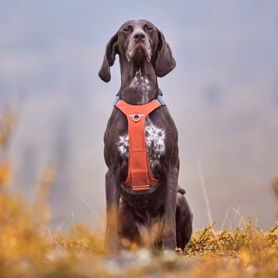 Hurtta Rover Harness Cinnamon - Szelki dla średnich i dużych psów, brązowe - obrazek 2