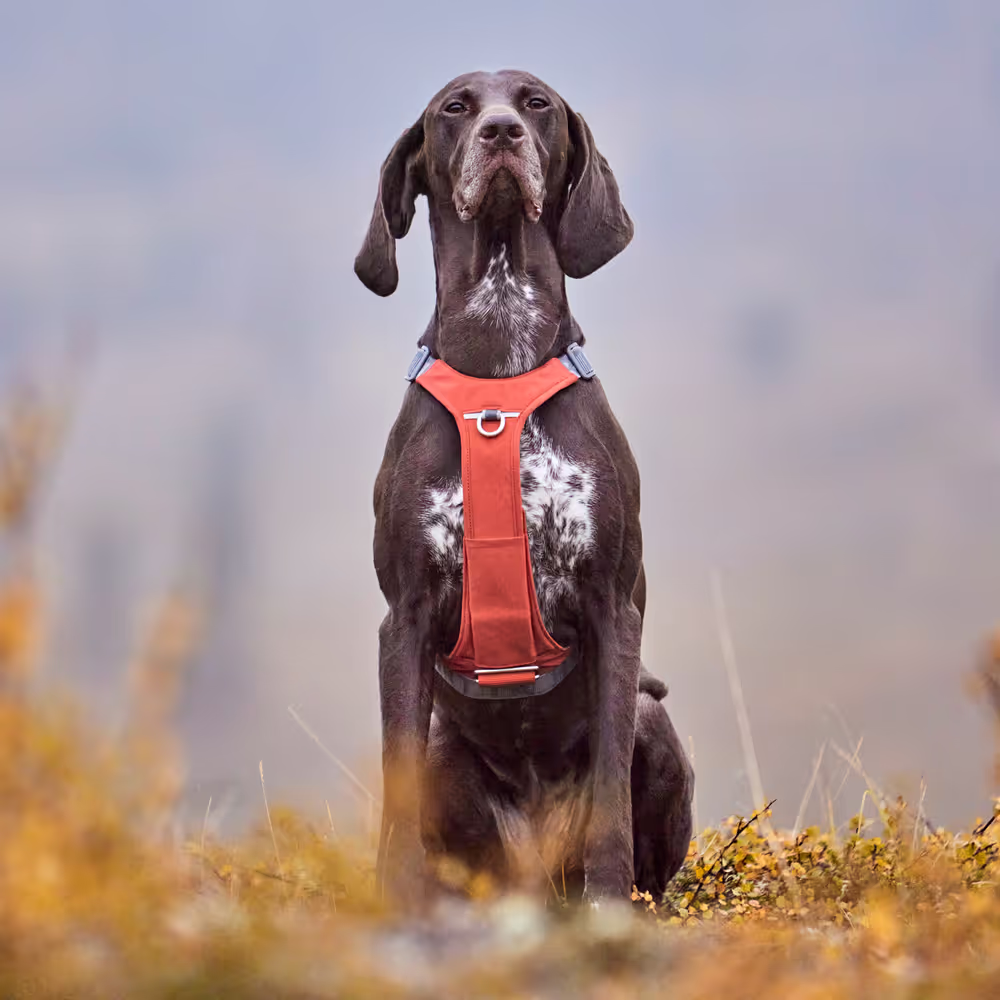 Hurtta Rover Harness Cinnamon - Szelki dla średnich i dużych psów, brązowe