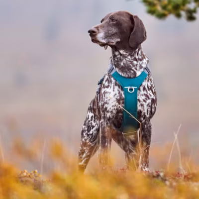 Hurtta Rover Harness Peacock - Szelki dla średnich i dużych psów, turkusowe - obrazek 8
