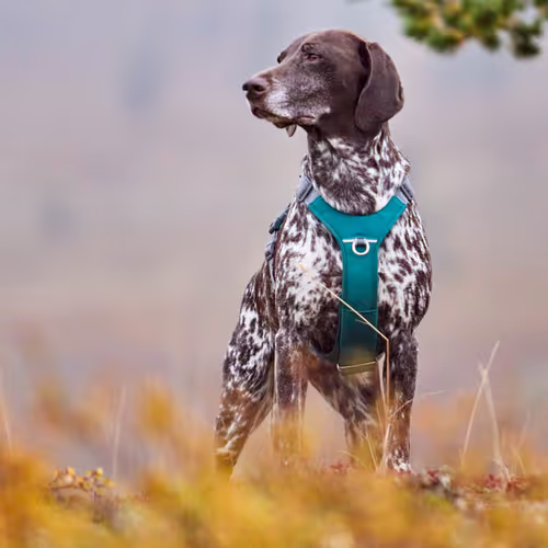 Hurtta Rover Harness Peacock - Szelki dla średnich i dużych psów, turkusowe