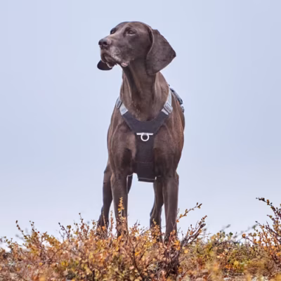 Hurtta Rover Harness Raven - Szelki dla średnich i dużych psów, czarne - obrazek 6