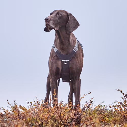 Hurtta Rover Harness Raven - Szelki dla średnich i dużych psów, czarne