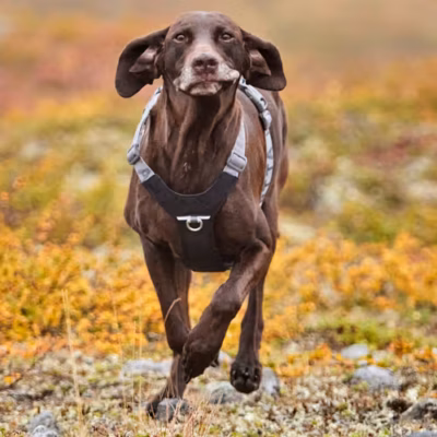 Hurtta Rover Harness Raven - Szelki dla średnich i dużych psów, czarne - obrazek 2