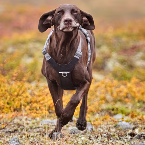 Hurtta Rover Harness Raven - Szelki dla średnich i dużych psów, czarne