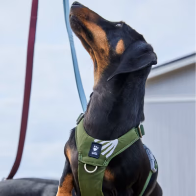 Hurtta Seeker Harness Forest - Szelki dla małych i średnich psów, zielone - obrazek 4