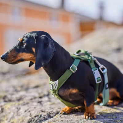 Hurtta Seeker Harness Forest - Szelki dla małych i średnich psów, zielone - obrazek 2