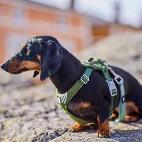 Hurtta Seeker Harness Forest - Szelki dla małych i średnich psów, zielone