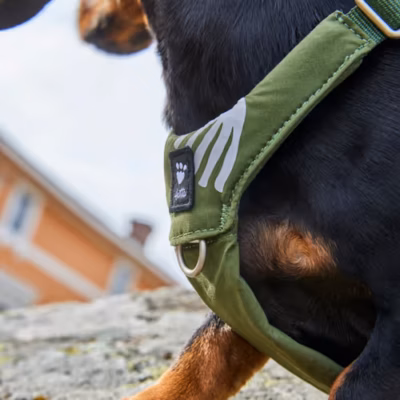 Hurtta Seeker Harness Forest - Szelki dla małych i średnich psów, zielone - obrazek 5