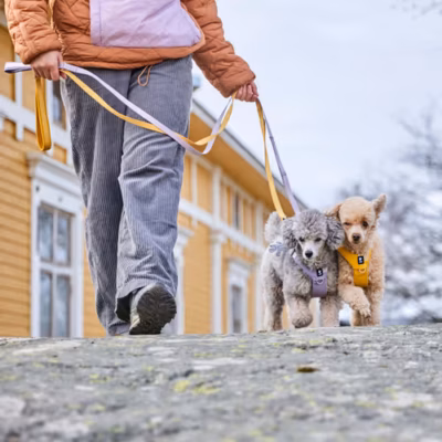 Hurtta Seeker Standard Leash Forest - Smycz dla małych i średnich psów, zielona 180cm - obrazek 2