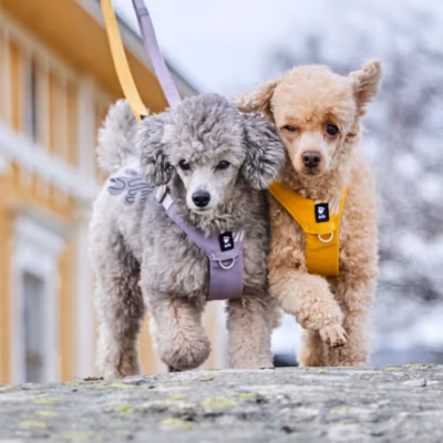 Hurtta Seeker Harness Honey - Szelki dla małych i średnich psów, miodowe - obrazek 6