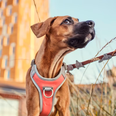 Hurtta Venture No-Pull Harness Buckthorn - Szelki dla psa, pomarańczowe - obrazek 5