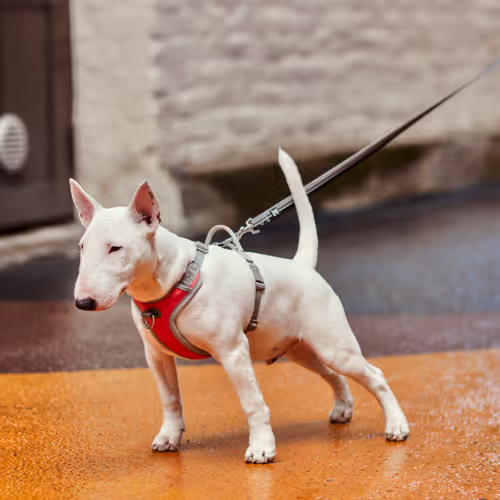 Hurtta Venture No-Pull Harness Buckthorn - Szelki dla psa, pomarańczowe