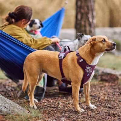 Hurtta Weekend Warrior Harness II ECO Eggplant - Szelki dla psów aktywnych, bordowe - obrazek 3