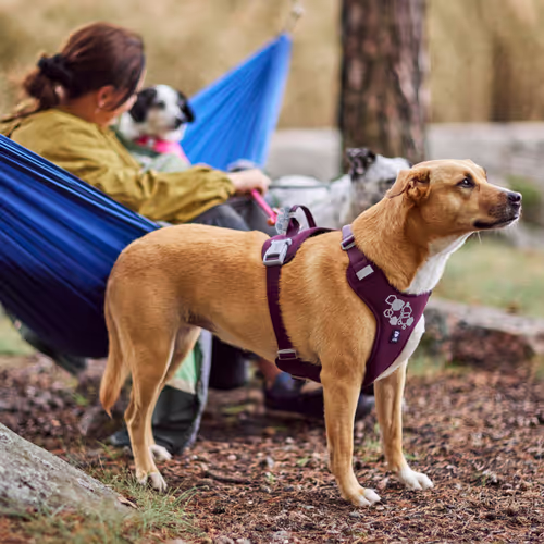 Hurtta Weekend Warrior Harness II ECO Eggplant - Szelki dla psów aktywnych, bordowe