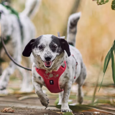 Hurtta Weekend Warrior Harness II ECO Ruby - Szelki dla psów aktywnych, różowe - obrazek 2