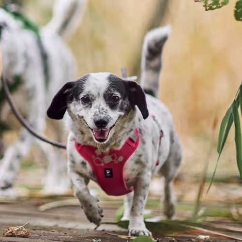 Hurtta Weekend Warrior Harness II ECO Ruby - Szelki dla psów aktywnych, różowe