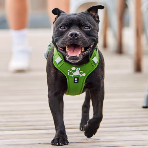 Hurtta Weekend Warrior Harness II ECO Peacock - Szelki dla psów aktywnych, turkusowe
