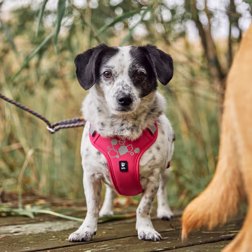 Hurtta Weekend Warrior Harness II ECO Ruby - Szelki dla psów aktywnych, różowe