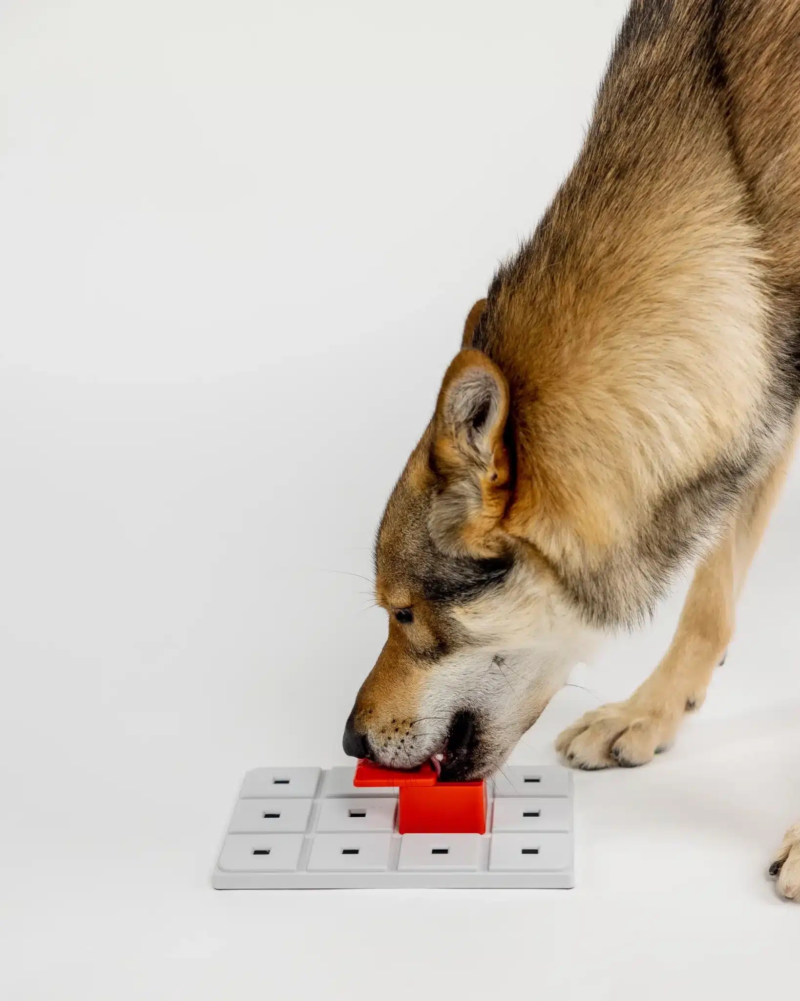 Pawzler Peach - moduł do zabawki logicznej dla psa, poziom 2 - obrazek 2
