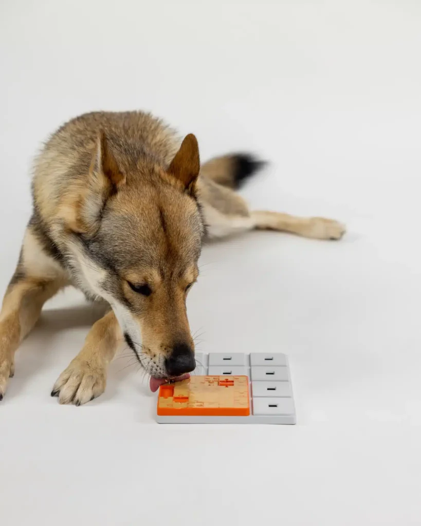 Pawzler Terra - moduł do zabawki logicznej dla psa, poziom 1